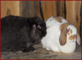 two rabbits 