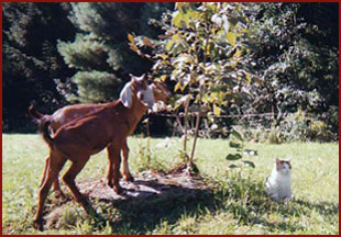 two goats Gabriel and Izekiel