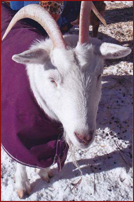 goat Jezebele