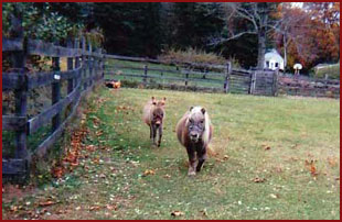 mini donkey and mini horse in summer pasture