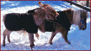 mini donkey and mini horse in snow