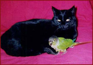 Mercy - black cat - and Charlie Bird Parker