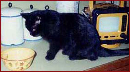 Charity - black cat
