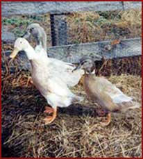three ducks