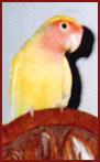 Georgia O'Peach - love bird
