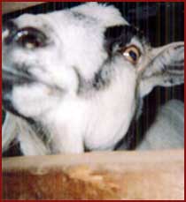 Salt - goat
