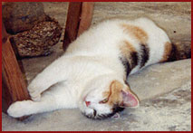 Grace - cat