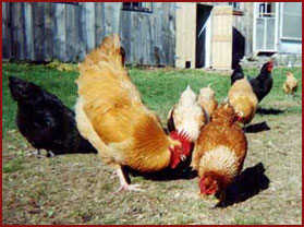 rooster and hens
