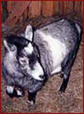 Pepper - goat