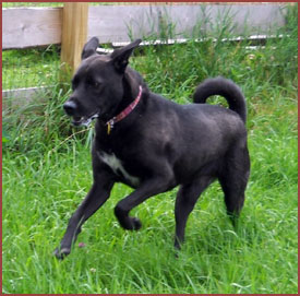 black dog Cora running