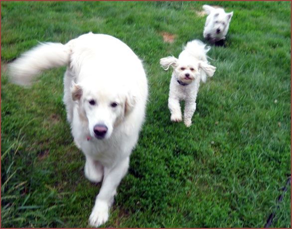 three white dogs, Molly, Nico and Buster