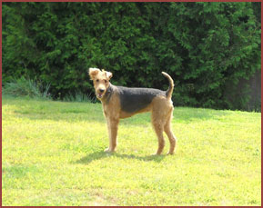 Airedale dog Tolo
