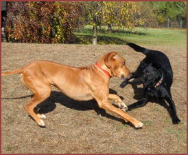 Wenzi and Bubba: two dogs at play