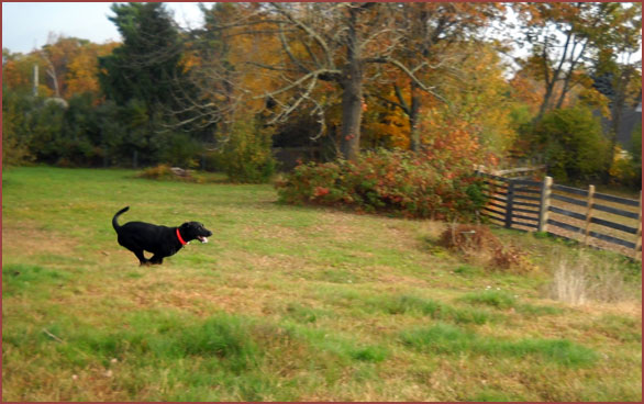 Oakley, a black dog running across farm field