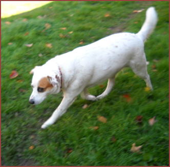 Essie: dog looking sideways at camera