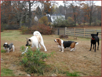 Georgie, Kuma, Walter and Oakley, four dogs in a line