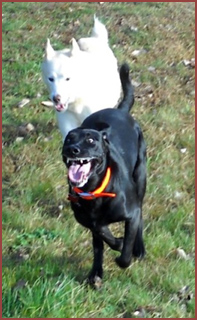 Aphrodite and Oakley: Two dogs running