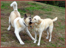 Two dogs: Kuma and Betty