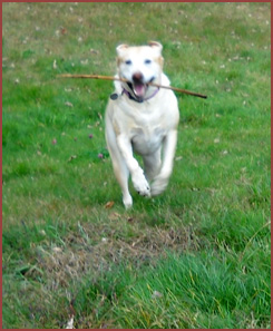 Sophie: dog running with a stick