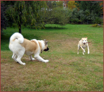 Sophie and Kuma, two dogs playing with a stick
