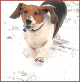 Walter, basset hound, in the snow
