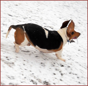 Walter, basset hound, in the snow