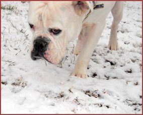 Duece, white bulldog in the snow