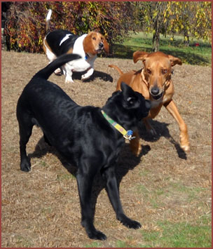 Wenzi, Bubba and Walter: Three dogs at play.