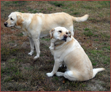 Two golden lab dogs: Betty and Sandy
