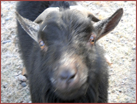 goat Billy Jr