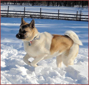 dog Kuma in the snow