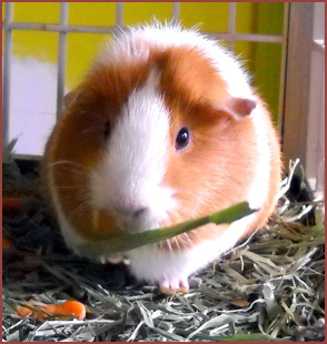 Lola, guinea pig