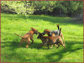 dogs at play