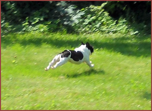dog running across field