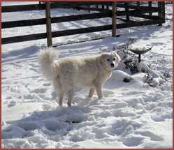 white dog in snow