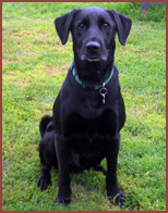 black dog posing in field