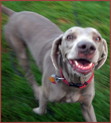 grey dog smiling at camera