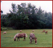horse, pony, field animals