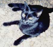 black kitten on rug
