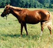 Calypso (horse)