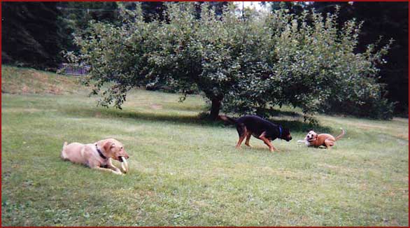 Gracie, Champ, Manny, dogs