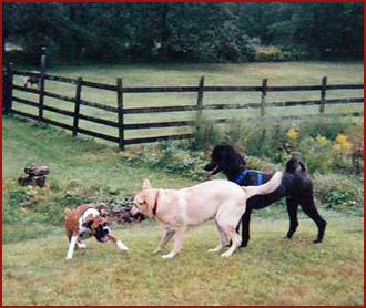 Neo, Becket, Pippin, dogs