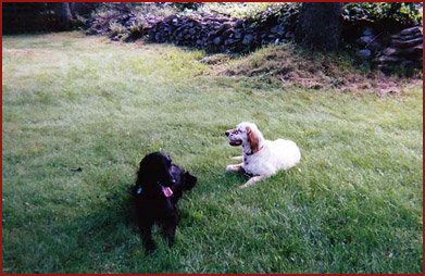 asta and Teddy, dogs