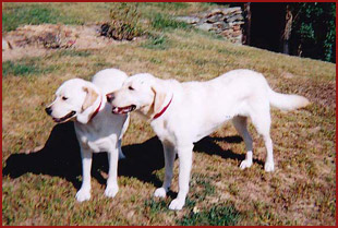 Sandy and Betty, dogs