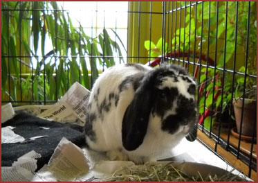 bunny George Washington