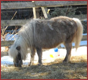 Merrylegs, pony