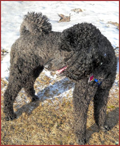 Pippin, black Poodle