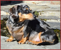 Dachshund Queenie, on the steps