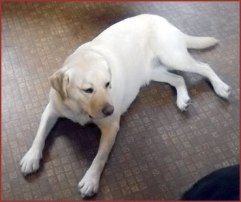 Sandy, Yellow Labrador dog