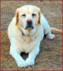 Star, dog